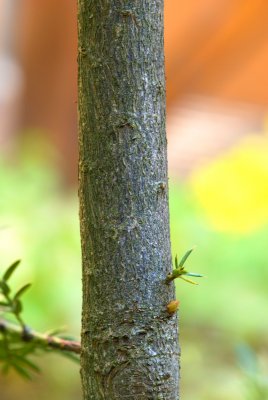 Torreya nucifera - toreja japonská - kůra